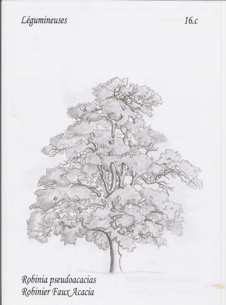 16c_marine