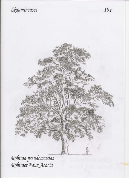 16c_nathanael